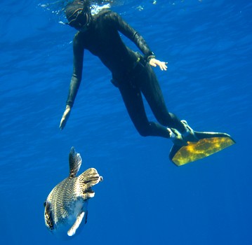 Free diving in Egypt