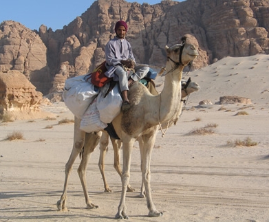 Camel and Local Bedouin