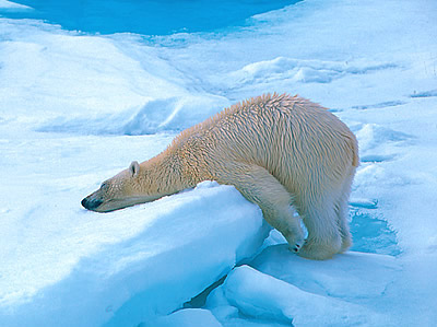 North Pole Polar Bear