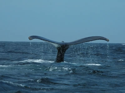 Whale Watching in the North Pole